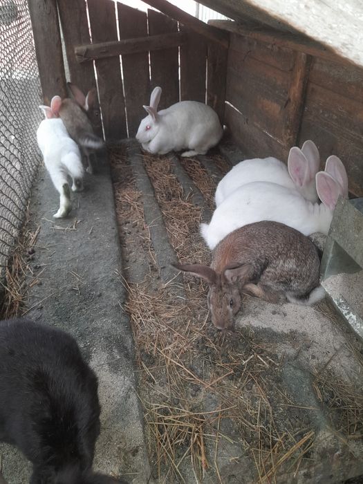Продам кроликів різного віку