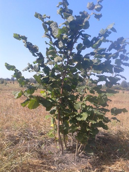 Саженцы фундука, отводки