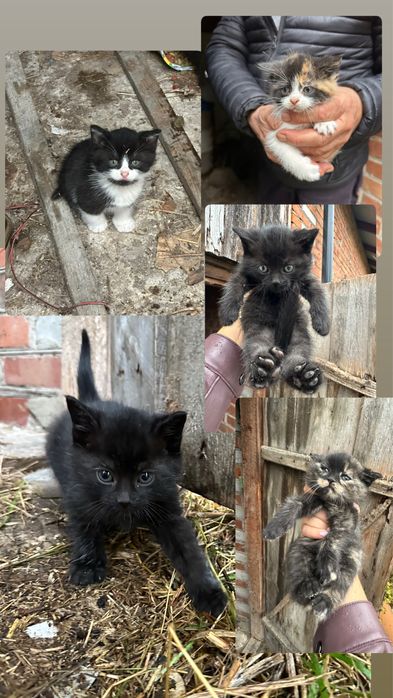 Oddam  male kotki kotek kocurki czarne i kolorowe