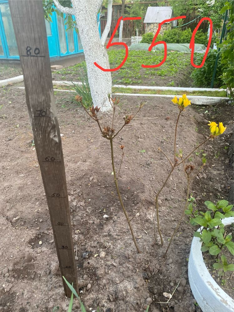 рідкісна та унікальна азалія (рододендрон