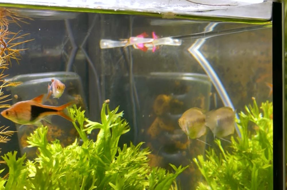 Pretnik Karlowaty SAMICE