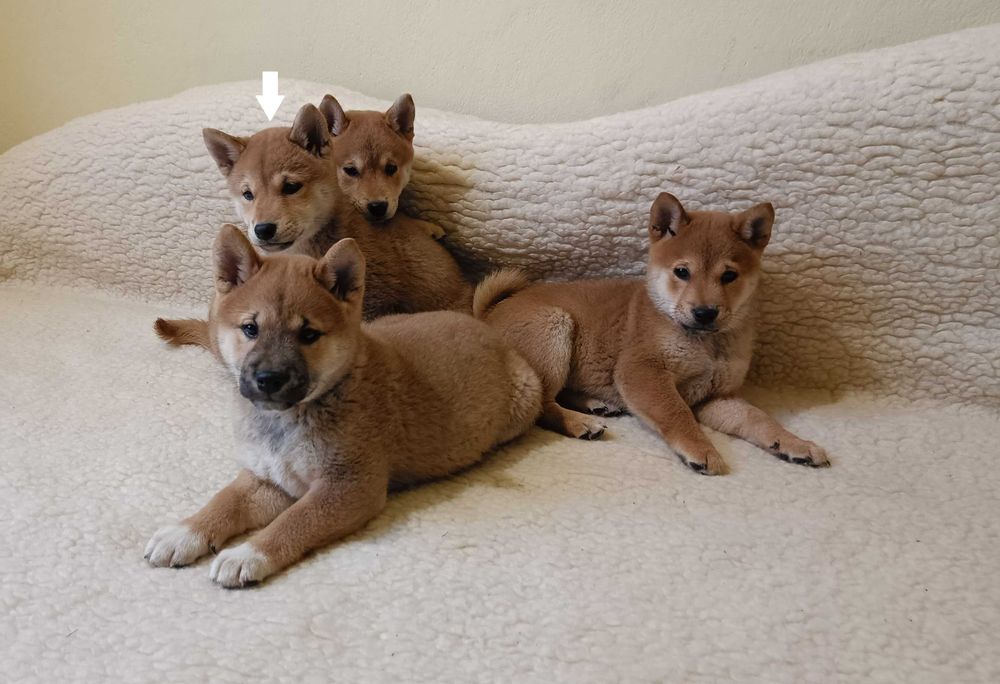 Shiba piesek z rodowodem