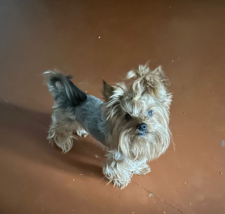 Вʼязка йоркширського терʼєра