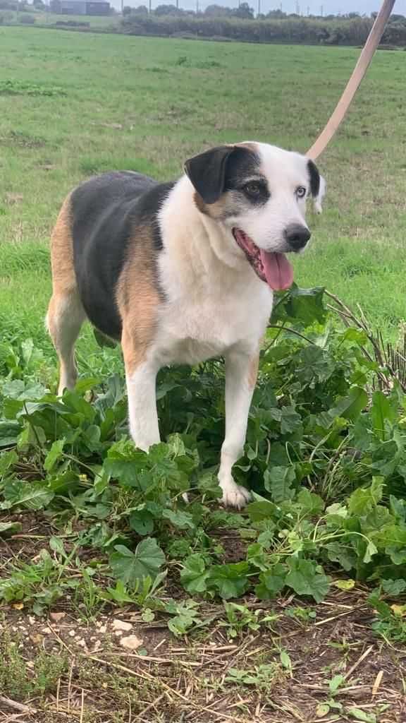 Bobik - cão médio grande para adoção