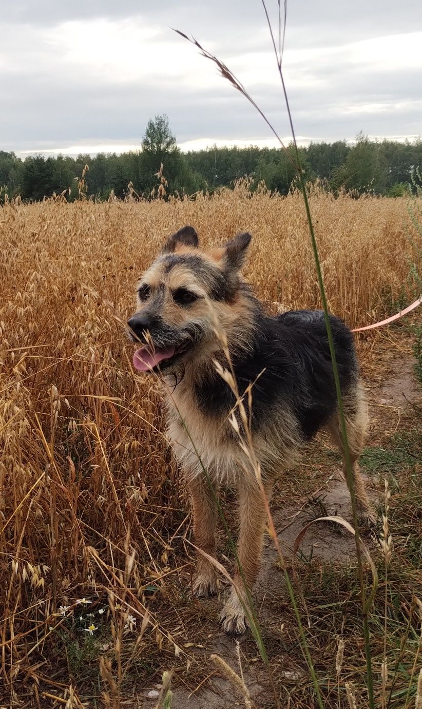 Pongo szuka domu