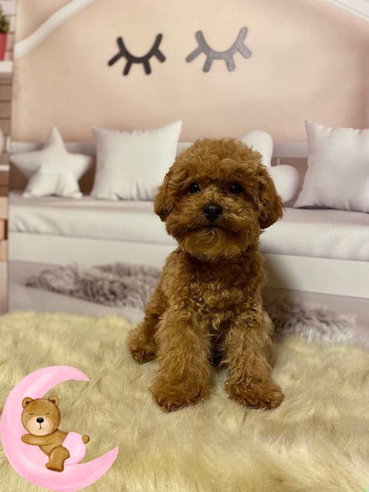 Казковий хлопчик мальтіпу бебі фейс