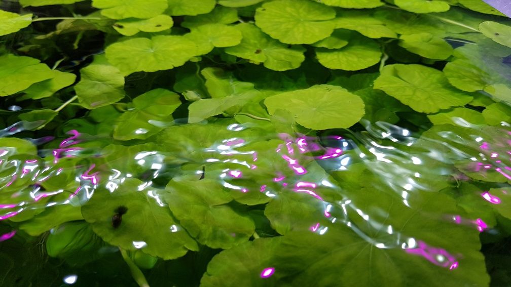 HYDROCOTYLE LEUCOCEPHALA roślina do akwarium 5 sztuk