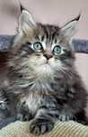 IIianna piękna kotka Maine Coon