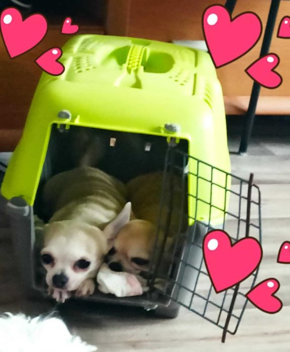 Chihuahua dwie sunie.  siostry szukają domu.