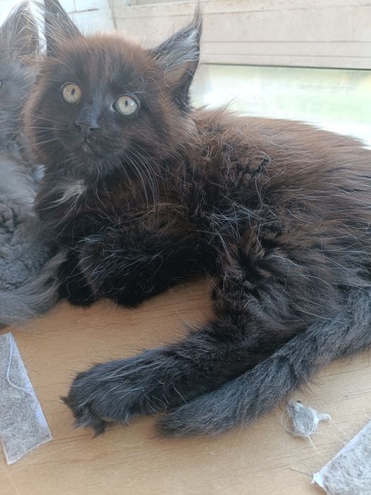 Gatinha Maine Coon Exelente Pedigree