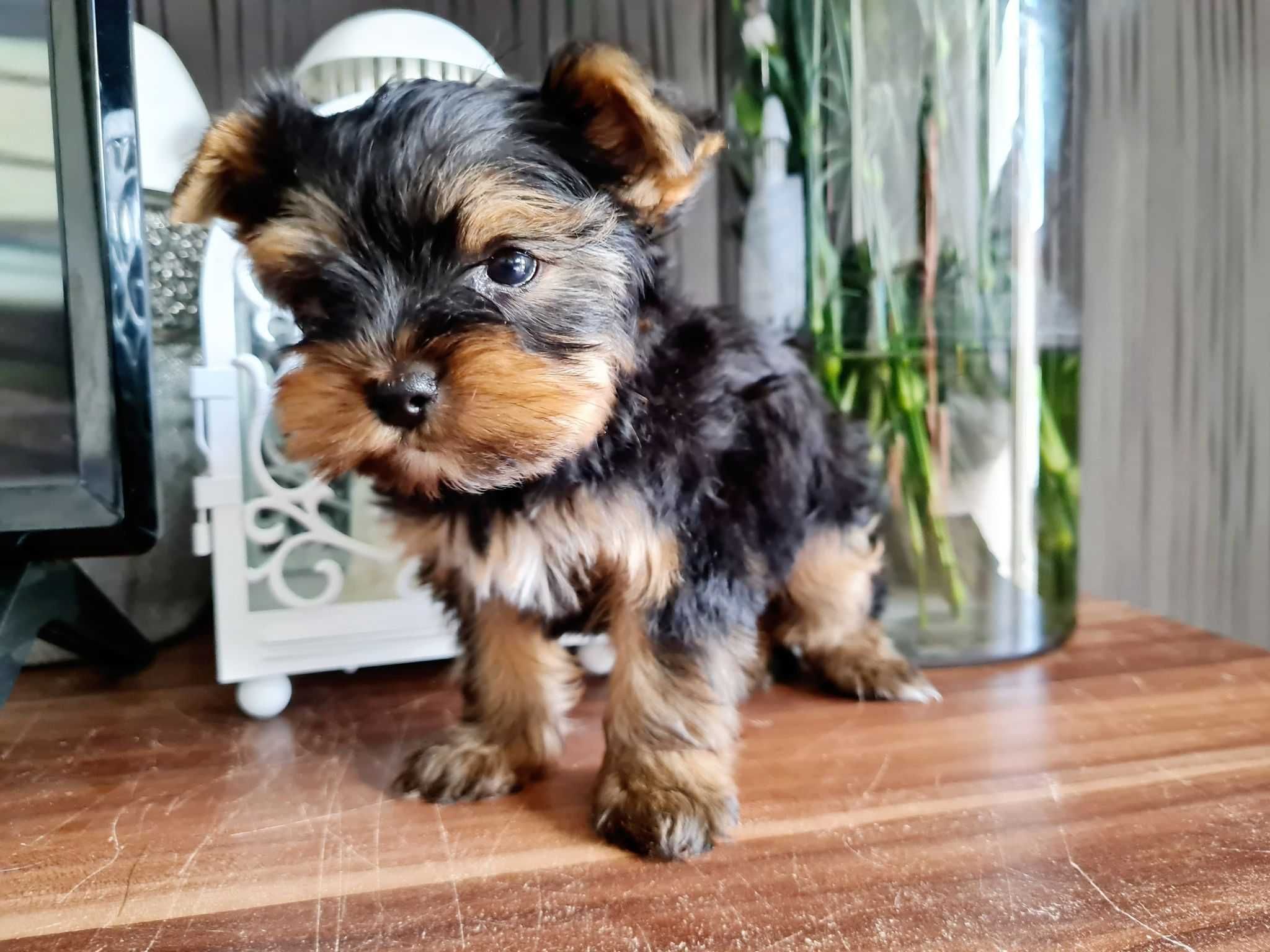 Chłopczyk Mini Yorkshire Terrier z Rodowodem