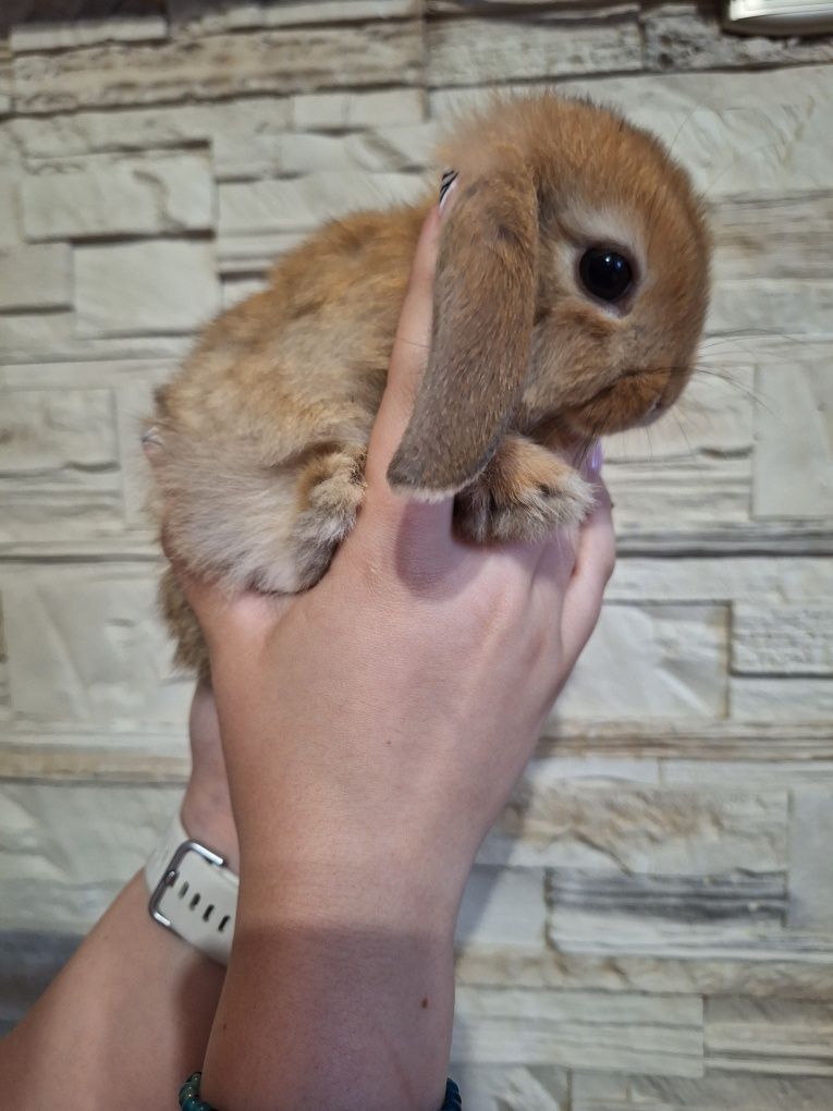 Króliczki mini lop