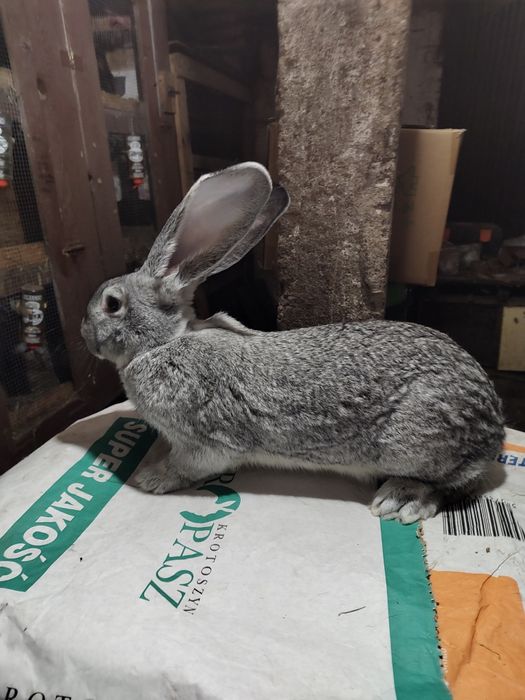 Olbrzym belgijski SZYNSZYLOWY