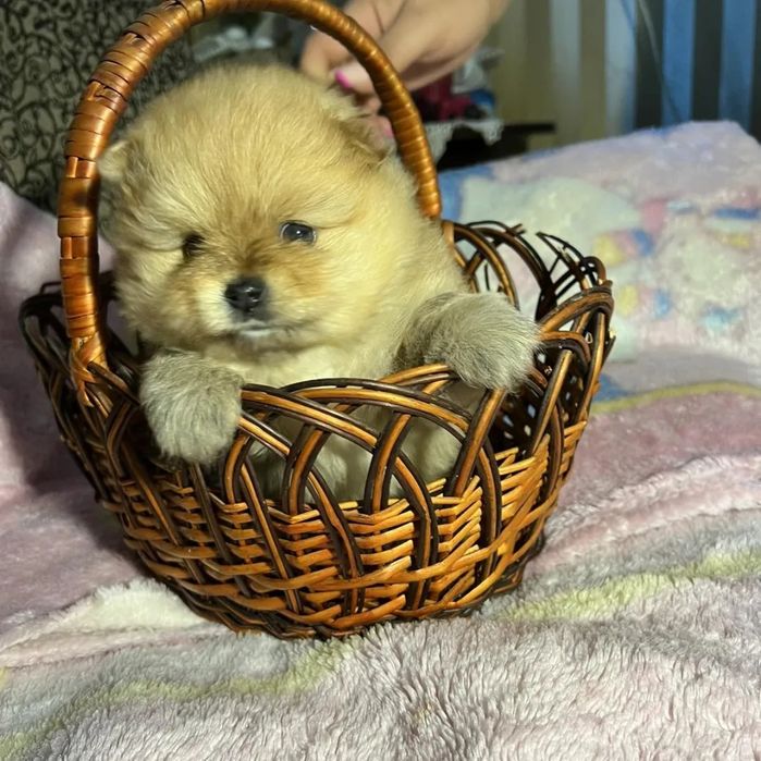 Продаются щенки померанского шпища