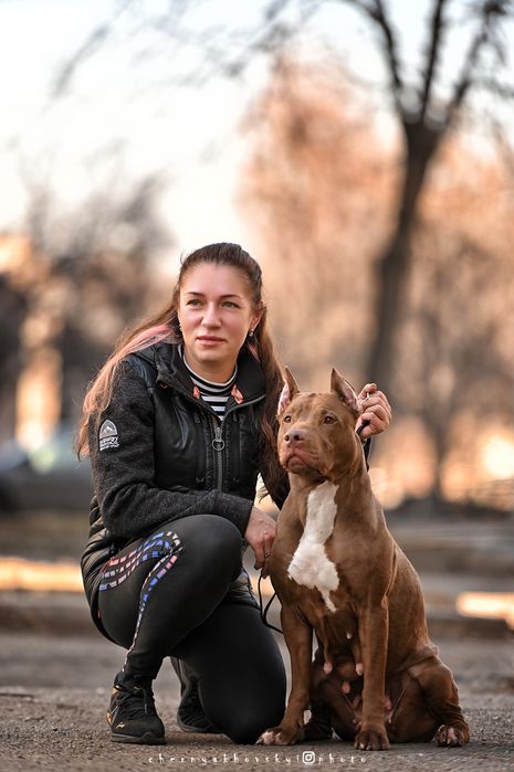 Крутезний хлопець американського пітбультерєра, пітбуль, піт, АПБТ,