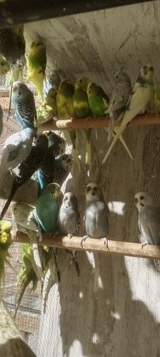 Periquitos australianos