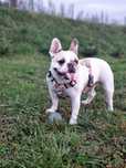 Oddam buldoga francuskiego