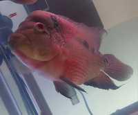 Flowerhorn Macho 30cm