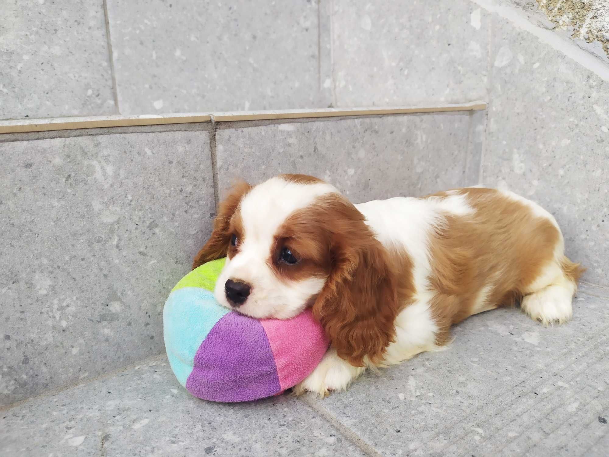 Suczka rasy Cavalier King Charles Spaniel - rodowód ZHPR