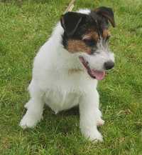 Jack Russell Terrier / SUNIA ,.