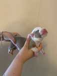 American Bully pocket