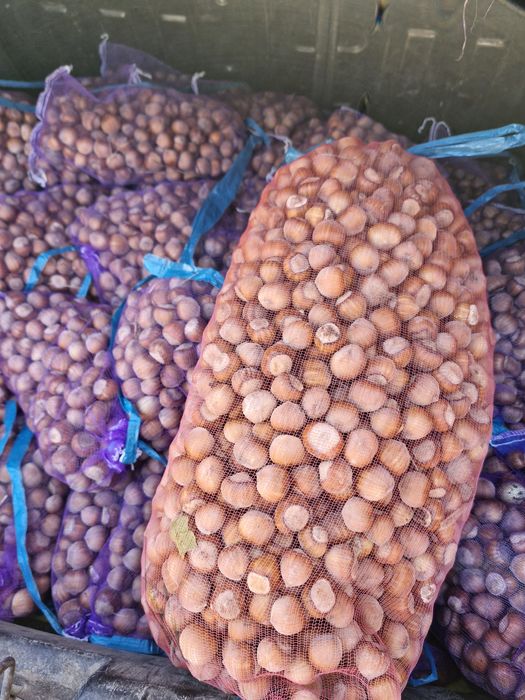 Фундук. Свіжий урожай.   Мед.  Фісташка.  Горіх