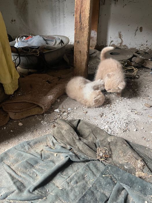 Отдам котят в добрые руки