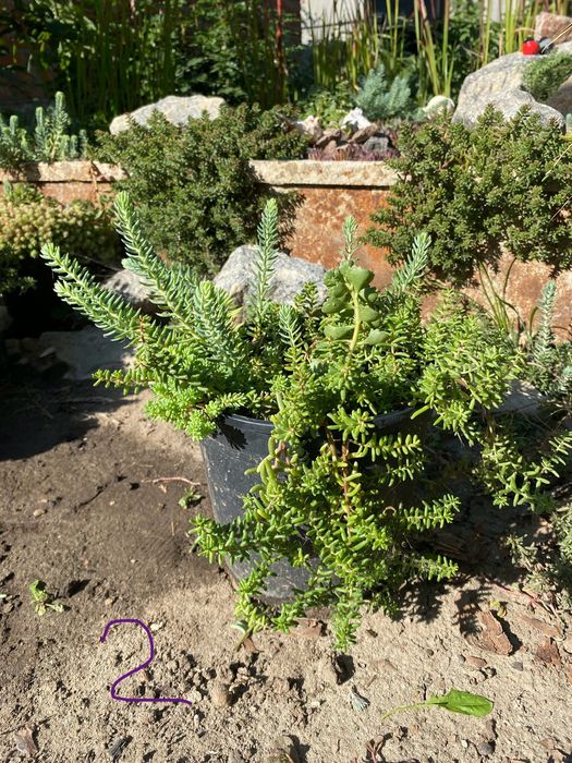 Очиток, седум