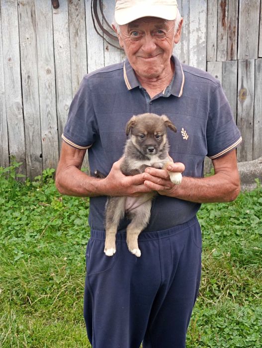 Віддам цуценят чоловічої статі в добрі руки.