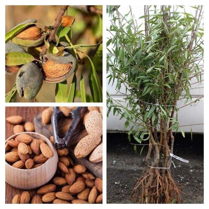 Саджанці плодових дерев, квітів та ягідних кущів