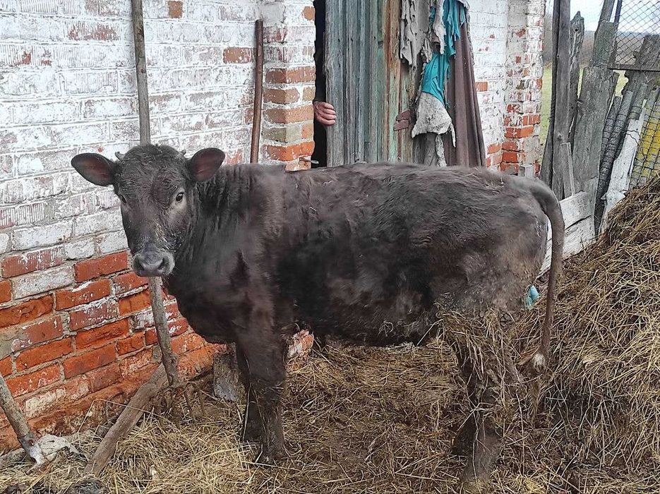 Телка, теличка, телиця.  5 міс.