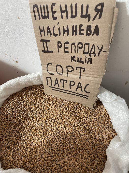 Тритикале пшеничний  пшениця ячмінь нас
