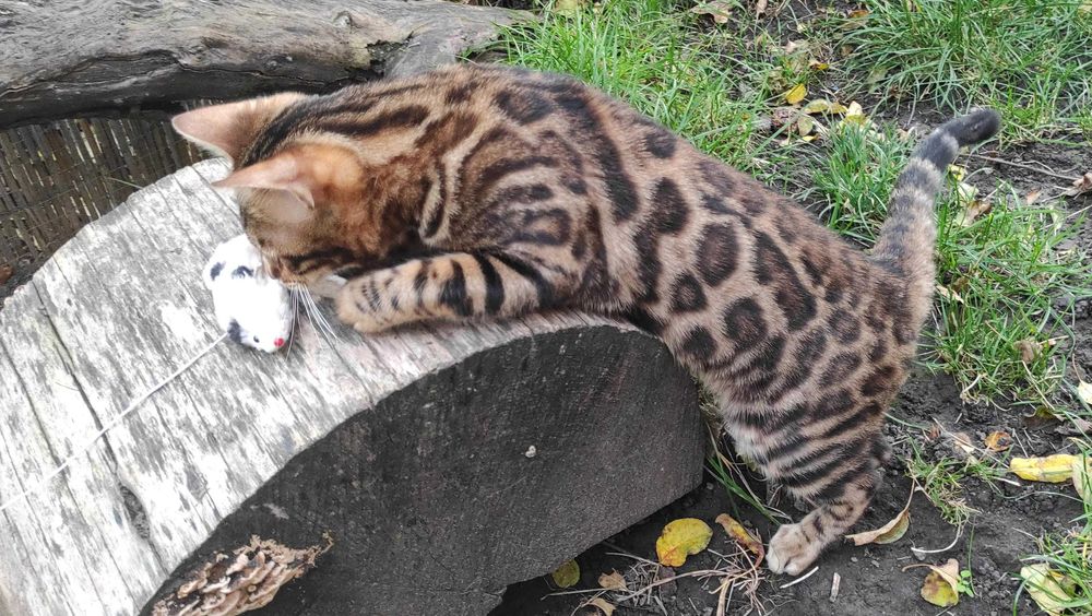 Чистокровний бенгальський хлопчик