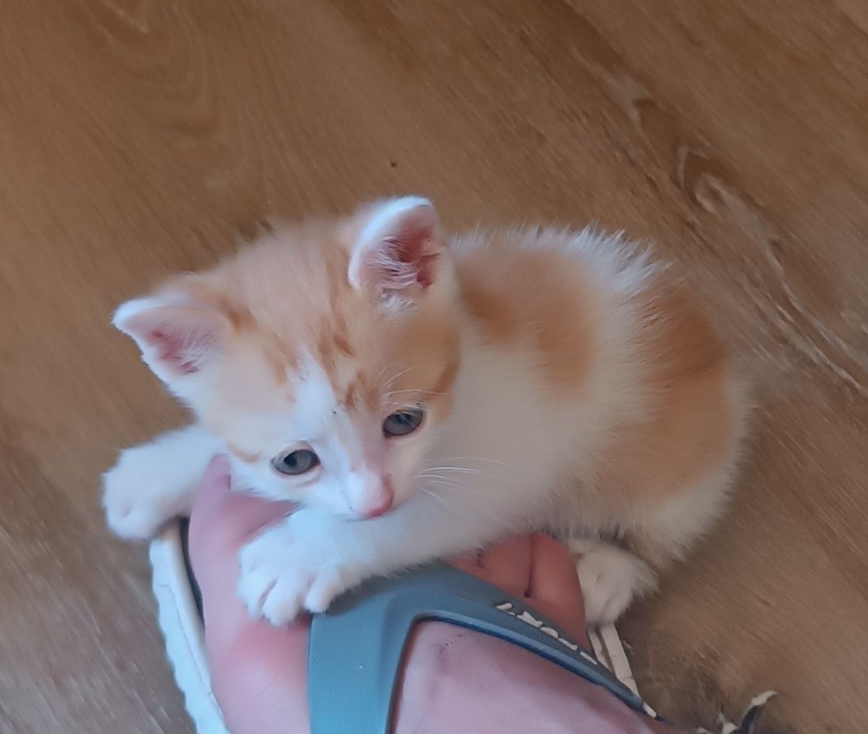Gatinhos  para adopção Águeda