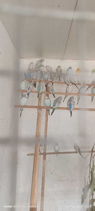 Periquitos mutação