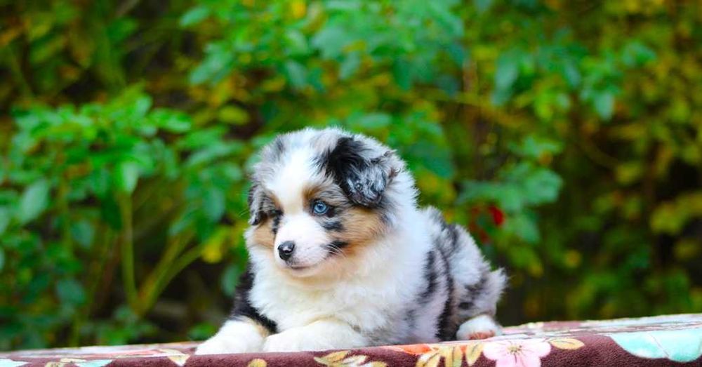 Miniaturowy owczarek amerykański MAS Chłopiec blue merle