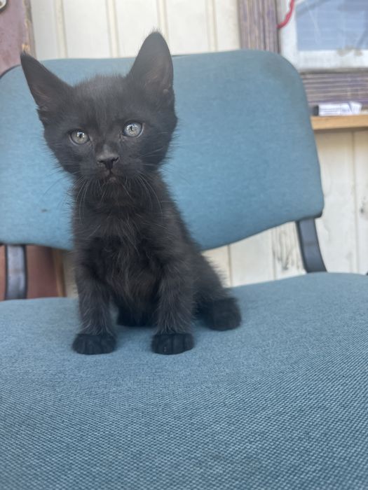 Отдам  котят в  хорошие руки