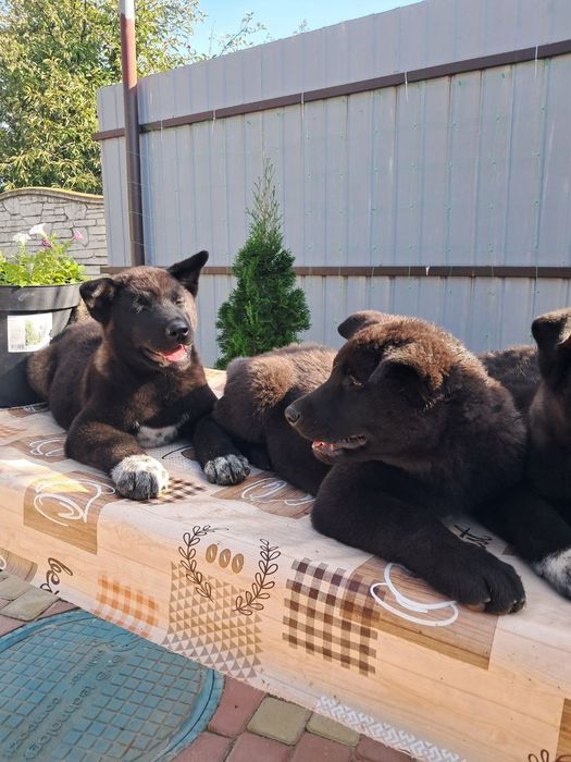 Американська Акіта