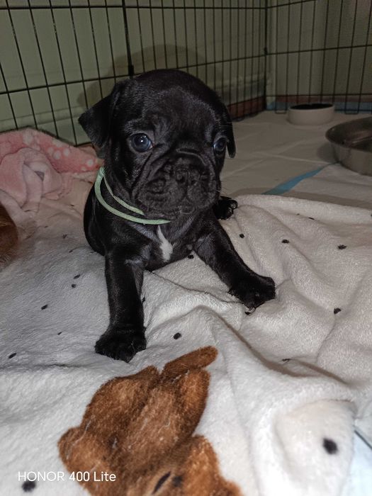 Buldog francuski/Zarezerwowany