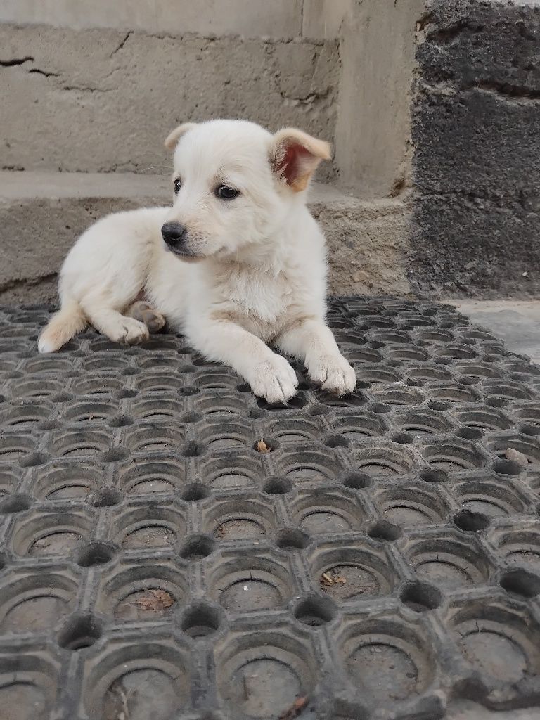 Цуценята шукають дім