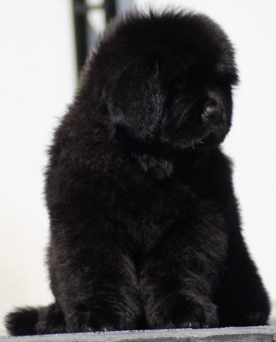 Nowofundlad szczenięta ZKwP FCI