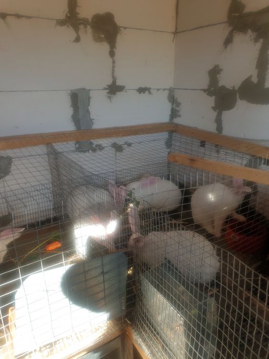 Продам кроликов,Белий панон,самци ,самки, любого возроста, провакцинов
