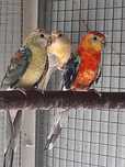 Red Rumped  2025