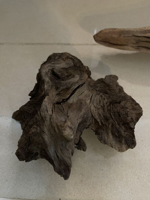 Drzewo mangrowe do akwarium - 3 szt