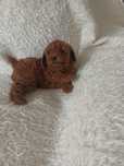 Pudel - suczka toy/miniatura