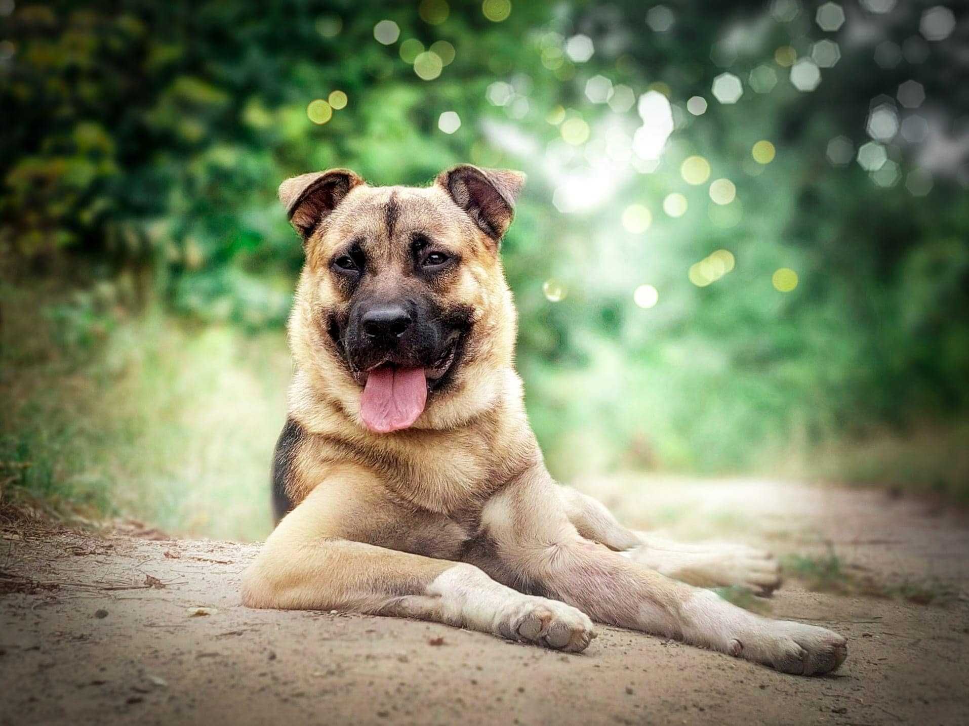 Spajki - młodziutki, wspaniały, słodziak do adopcji
