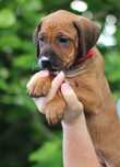 Rhodesian Ridgeback suczka bez pręgi szczeniak szczeniaczek puppy