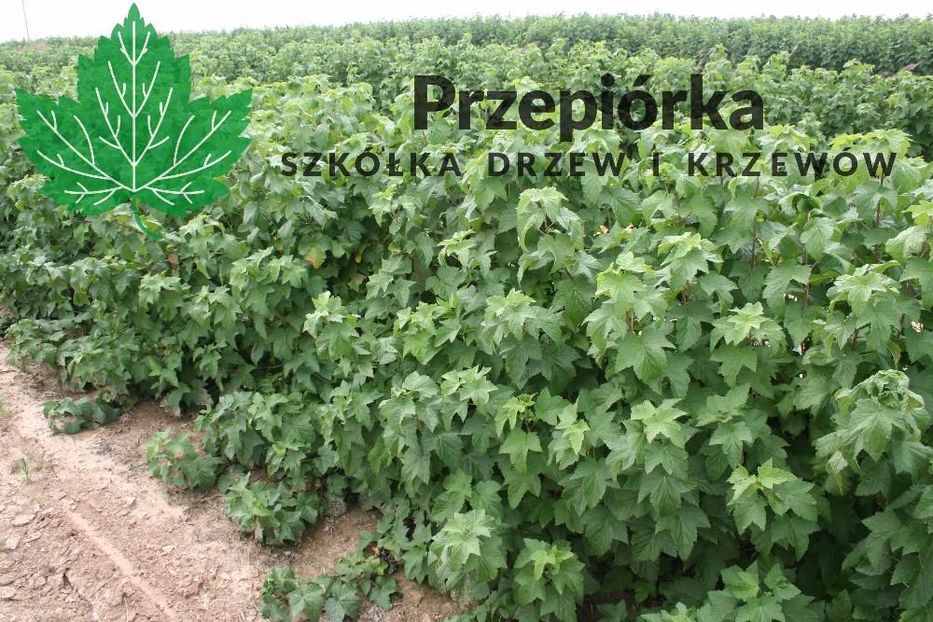 Sadzonki porzeczki czarnej TISEL® ORES® GOFERT®  2025 (licencja)