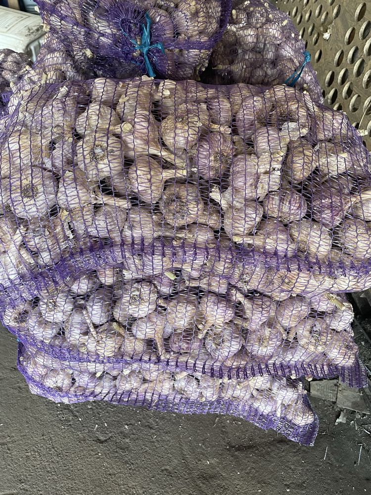 Продам Часник любаша
