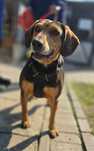 Bruno do adopcji